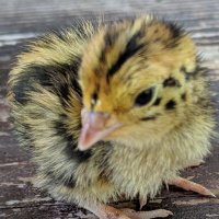 DesertedPlanet (@17quails) 's Twitter Profile