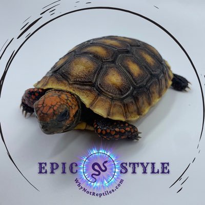 EpicStyle LLC WhyNotReptiles Profile