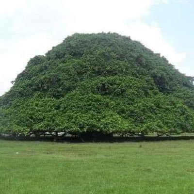 Polat69320021's profile picture. Polat