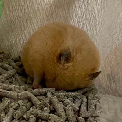 おねむさんのプロフィール画像