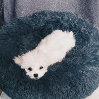 cal ☁️ (@deinonychvs) 's Twitter Profile