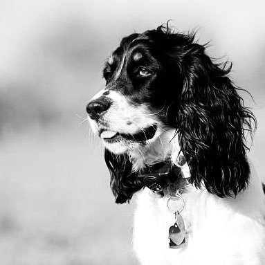 Just a springer spaniel, a little on the judgey side. Don’t worry about it.