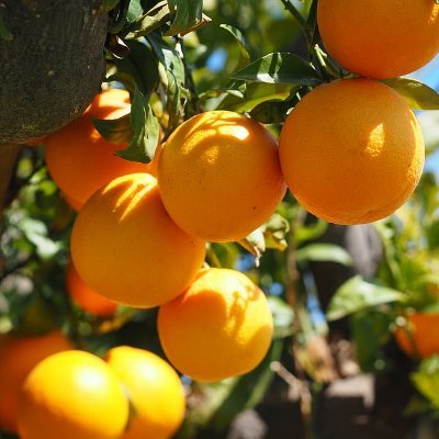 Many insect-pests threaten citrus production in the San Joaquin Valley. Follow to learn how to manage these pests using IPM tools.