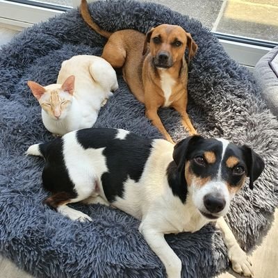 We are Oliver🐱🌈, Arthur🐱🌈, Benji🐶, Daisy🐶, Rupert🐱 & Badger🐴#siamesecat #bengalcat #jackrussell #rescuedog #irishhorse Mum helps us tweet; #OABDRgang