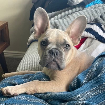 Hello everyone! My name is Enzo. I’m a French bulldog living in Boise with my two dads. This is just a fun place to share pictures of my adventures.