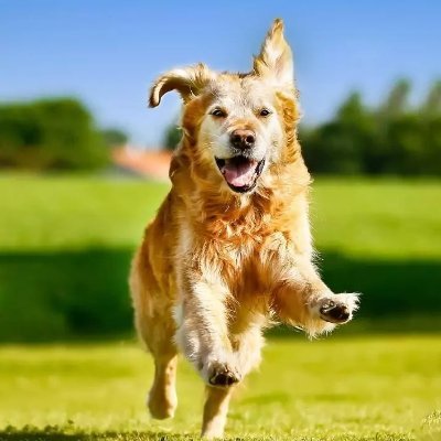 surajeetdas's profile picture. 