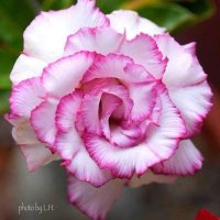 جزل المعاني (@qqeiru8m5ex0icg) 's Twitter Profile