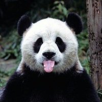 Rhonda Stover (@rhondas705) 's Twitter Profile