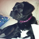 Dixie Wolf - @Dat_Dog_Dixie - Twitter