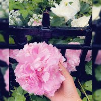 تهاني العدواني (@tahani_aladwani) 's Twitter Profile