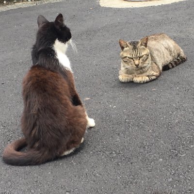 Ajyoshi1's profile picture. 