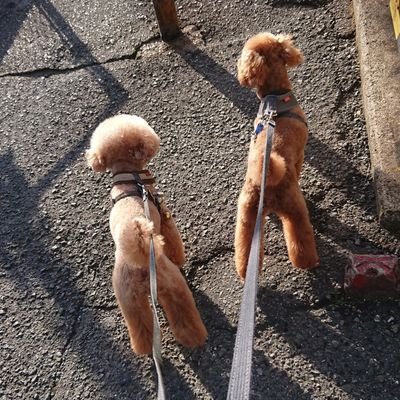 枚方市で1日1組限定小型犬専門24時間ゲージフリーのドッグホテル。
うちの仔にだけのホテル。
#犬食事療法士#ドッグマッサージ#犬の手作りごはん#犬の歯磨き#よもぎ蒸し#ドッグケア