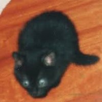 liri @ gooncave (@dingusism) 's Twitter Profile