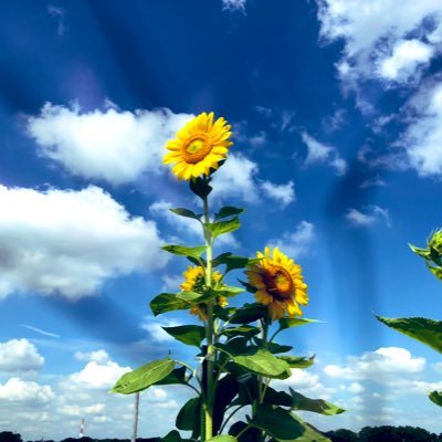 種からひまわり🌻を育ててみたのですが、見事に花が咲き嬉しくなって他の植物も育ててみたくなったアカウントです🪴色んな種類が増えてきました✨家庭菜園したりお花を育てたり、身近にある植物を撮ります🌹無言フォロー失礼します🙏2021.07.21開始