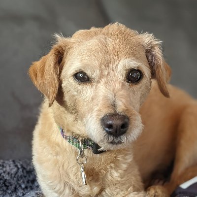 RebeccaaSol's profile picture. #SOSCUBA