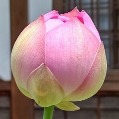 BUNKEdeNAYO's profile picture. いつでも政権交代が実現する世の中に