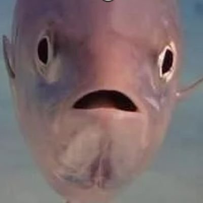 LukeCramer10's profile picture. I'm just a fish that looks like @jimcramer.