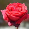 subharajag's profile picture. Blogger, GenAI