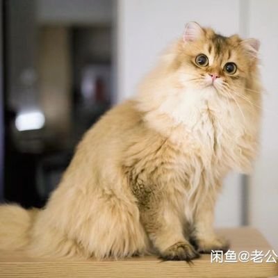 suixin54034418's profile picture. 