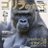 ウホ🦍のアイコン