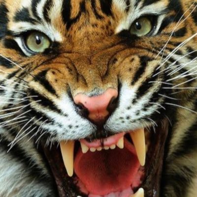 Dynos14's profile picture. Yo