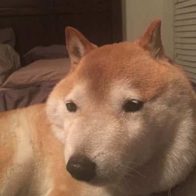 TheGoldenBo Profile