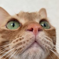 ペットシッターにゃんぽん (@m_k_k_m_g) 's Twitter Profile