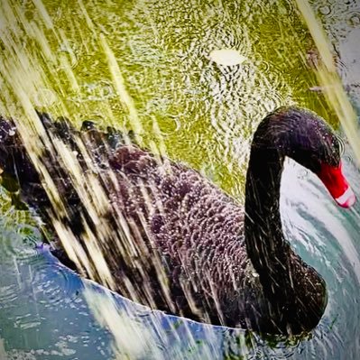 El Cisne Negro Impermeable