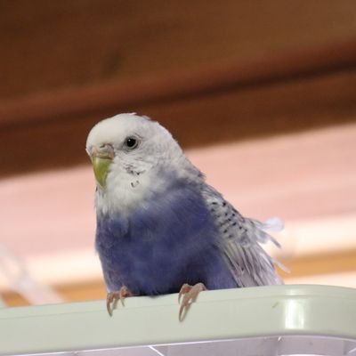 動物や野鳥、自然に癒されています🎵
無言フォローお許し下さい😅