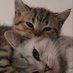 Me and my puppy (@mylovedpuppy) Twitter profile photo Me and my puppy (@mylovedpuppy) Twitter profile photo