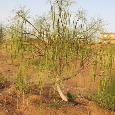 izgomllas's profile picture. 