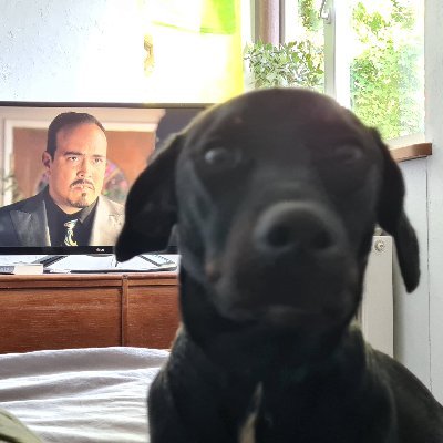 kolencs's profile picture. 