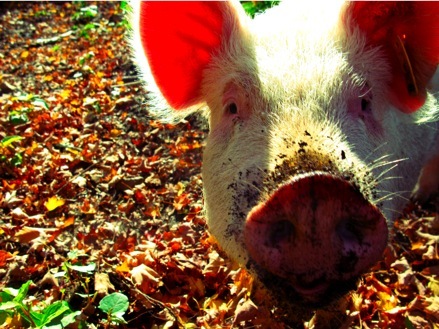 phoenixhillfarm's profile picture. A small beginning permaculture farm and creative space.