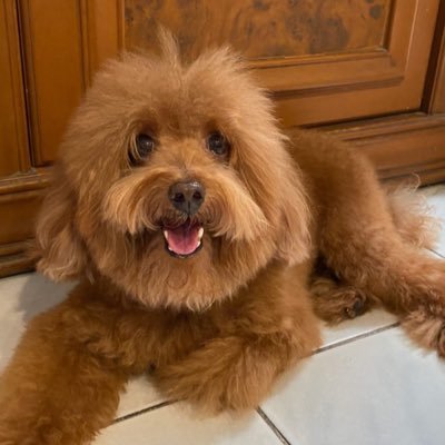 ichanthegreet's profile picture. we’re not on the same page