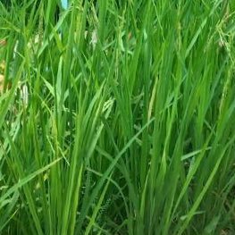 sudarat_nuisong's profile picture. 