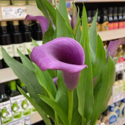 bettysandovalp1's profile picture. 