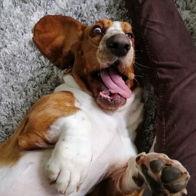 Basset Hound Lady - 
born in Poland : January 30, 2019 -  living in Germany