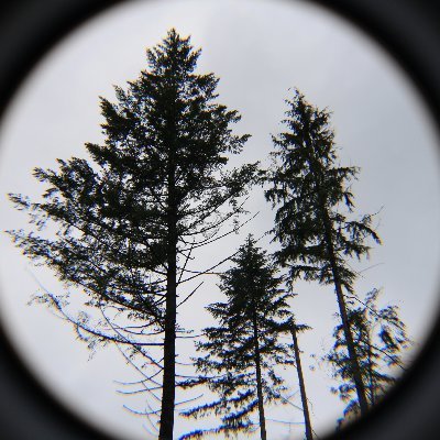 lpeckyno's profile picture. Short, annoyed, and over-caffeinated