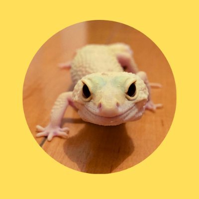 chiroleopard's profile picture. レオパなどの爬虫類や小動物と生活しています。 生き物全般が大好きです♪ レオパ中心にYoutubeにまったり動画も上げています。もし良ければ覗いてもらえると嬉しいです！レオパや爬虫類好きな方と仲良くなりたいです！よろしくお願いいたします！
