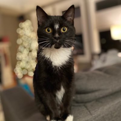 Shelter cat that rescued my Hoomans.  Missing a leg after losing a battle with window blinds.  Butt rubs are the best!