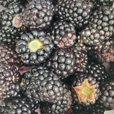 squarerootfarm's profile picture. A century old farm based out of Monroe, NC seeking to connect people back to their roots through educational agriculture.