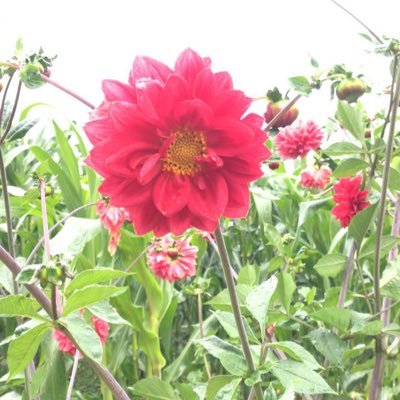 Miniruche's profile picture. #freebritney