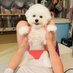 ビションフリーゼ まるめ ( 5さい ) (@marume0813) Twitter profile photo ビションフリーゼ まるめ ( 5さい ) (@marume0813) Twitter profile photo
