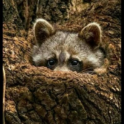 NyanCoPu's profile picture. 