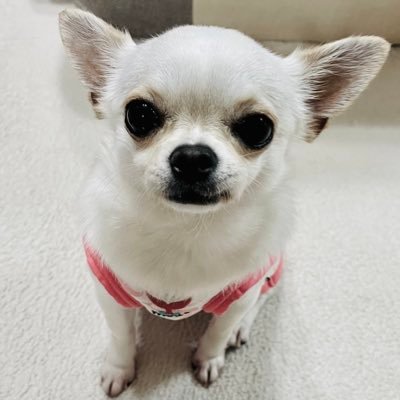 ちわワンline على تويتر 肛門腺破裂をおこしてしまいました プリンちゃんごめんなさい これからは肛門腺しぼりがんばります 恥ずかしいツイートしてすみません 激しく痛がる姿をみてホントにかわいそうで反省してます T Co Ezld4detvm T ちわワンline على تويتر 肛門腺破裂をおこしてしまいました プリンちゃんごめんなさい これからは肛門腺しぼりがんばります 恥ずかしいツイートしてすみません 激しく痛がる姿をみてホントにかわいそうで反省してます T Co Ezld4detvm T
