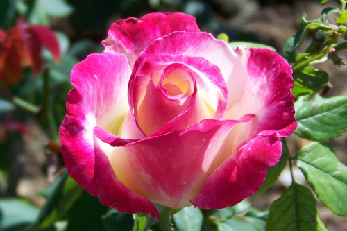 rfabiano72's profile picture. Hudsonville Public Schools