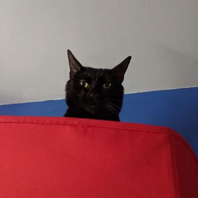 lagomorphins's profile picture. 🌞sonny 🇺🇲/🇨🇳🇮🇪🇵🇹 , 25 , they/them || DID awareness & lefty social justice . Confetti mixed in 

💖🐟🐇🐈🐈🐗💖