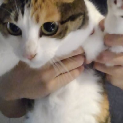 mugiipoo's profile picture. 相棒垢