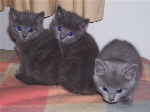 johnwatts4's profile picture. Pensioner Cricket & AFL fan Chef by Trade Worked varios Locations World Wide key key is well she 11 yrs old.
 My health is not so good.