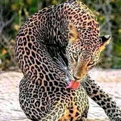 Prince10579584's profile picture. Wrestling